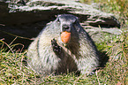 Alpine marmot