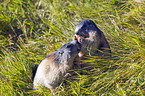 Alpine marmots