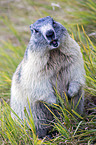 Alpine marmot