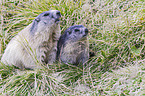 Alpine marmots