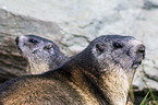 Alpine marmots