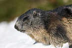Alpine marmot