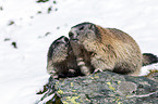 Alpine marmots