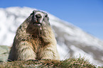 Alpine marmot