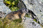 Alpine marmot