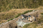 Alpine marmots