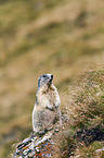 Alpine marmot