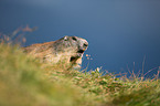 Alpine marmot