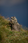 Alpine marmot