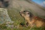 Alpine marmot