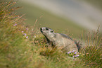 Alpine marmot