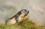 Alpine marmot