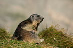 Alpine marmot