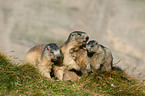 Alpine marmots