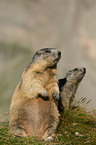 Alpine marmots