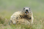 Alpine marmot
