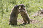 Alpine marmots