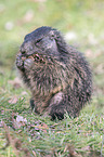 Alpine marmot