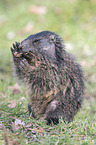 Alpine marmot