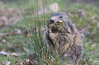 Alpine marmot