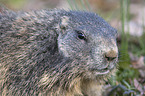 Alpine marmot