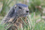 Alpine marmot