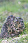 Alpine marmots