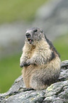 Alpine marmot