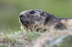 Alpine marmot