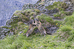 Alpine marmots