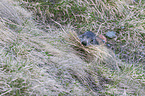 Alpine marmot