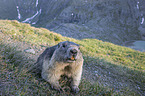 Alpine marmot