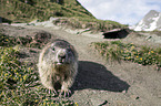 Alpine marmot