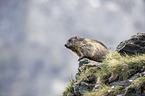 Alpine marmot