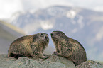 Alpine marmots