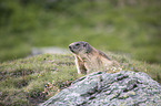 Alpine marmot