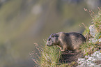 sitting Marmot