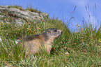 sitting Marmot