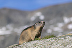 sitting Marmot