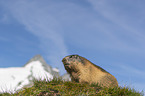 sitting Marmot