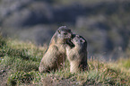 fighting Marmots