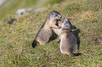 fighting Marmots