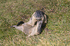 fighting Marmots