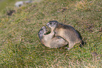 fighting Marmots