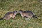 fighting Marmots