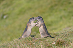 fighting Marmots