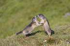 fighting Marmots