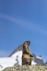 sitting Marmot