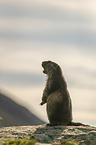 sitting Marmot