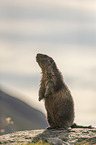 sitting Marmot